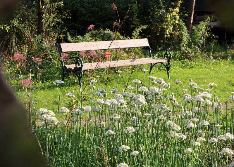 Datei:Bankerl bei Knolauchbeet.JPG