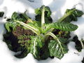 Sg Mangold Schnee0.jpg
