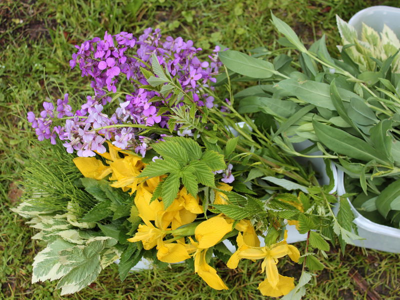 Datei:SG Ernte u Blüten1.jpg