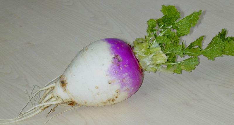 Datei:Halmrübe.jpg