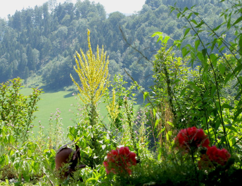 Datei:SD Blick aus Kellerstüberl.jpg