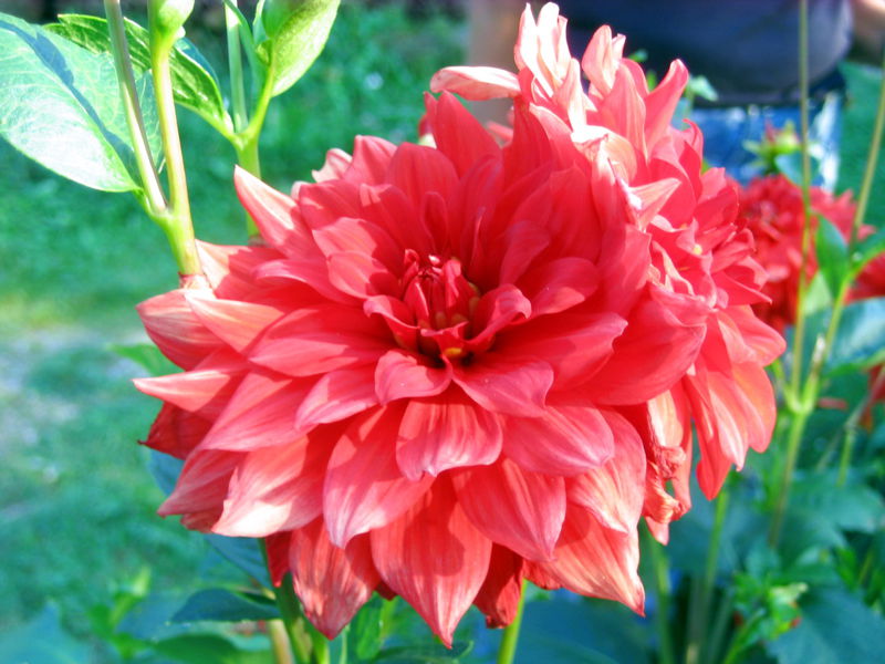 Datei:SG Dahlie rot.jpg