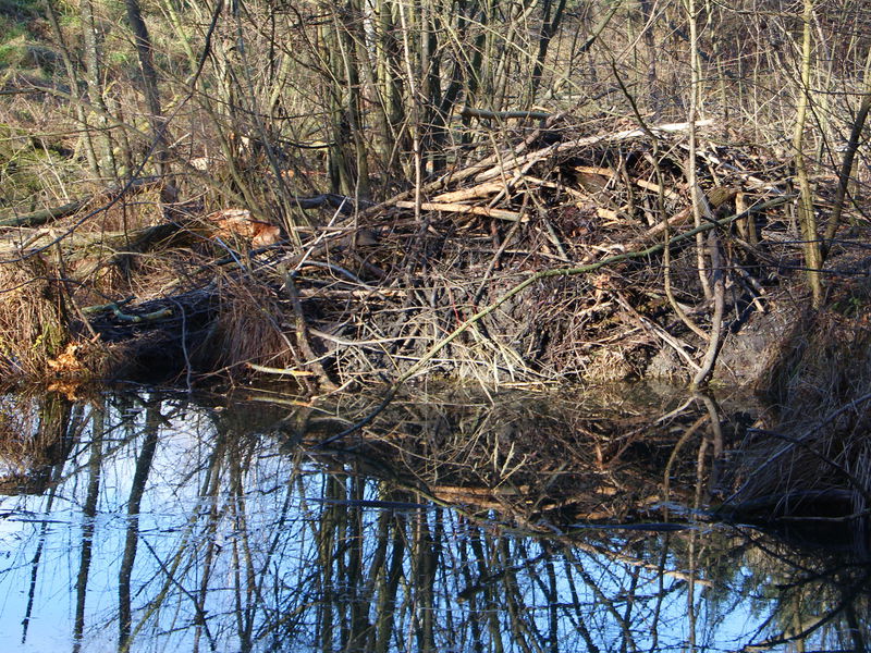 Datei:SG Biberbau Rückseite2014 12.jpg