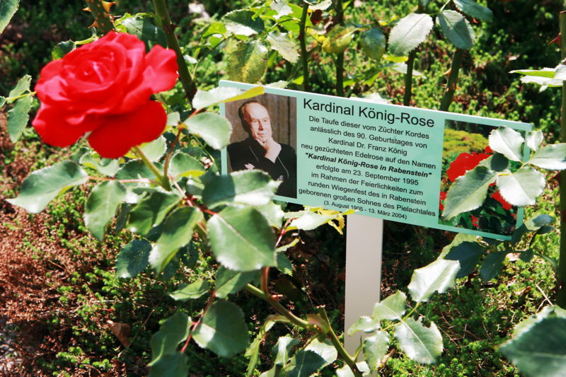 Datei:Kardinal König Rose.jpg