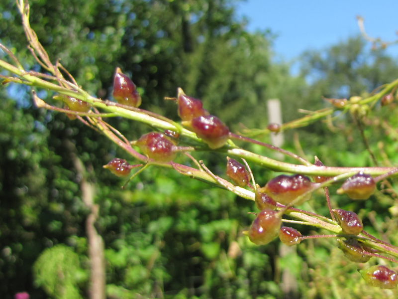 Datei:SG Zackenschötchen Samen.jpg