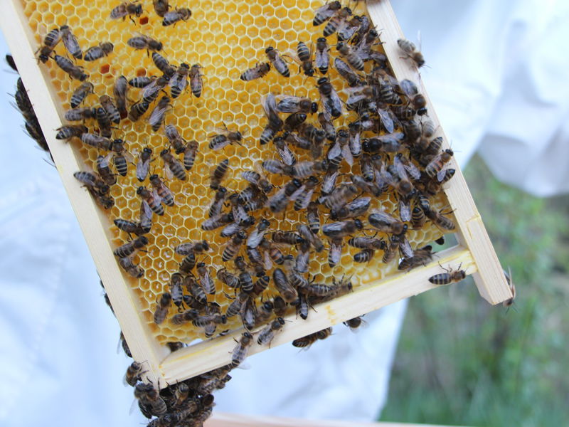 Datei:SG Bienenwabe.jpg