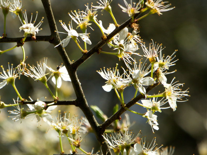 Datei:SG Blüten Prunus spinosa.jpg