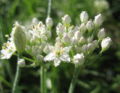 SG Blüte Knolauch.jpg