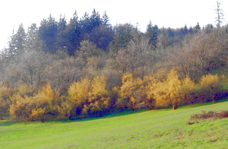 Datei:Dirndlzeiler 4.jpg