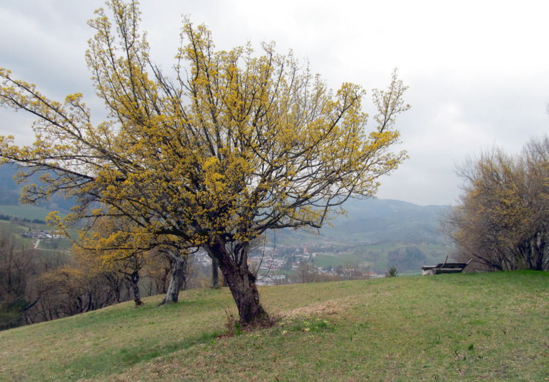 Datei:Hofbergbank Dirndlblüte.jpg