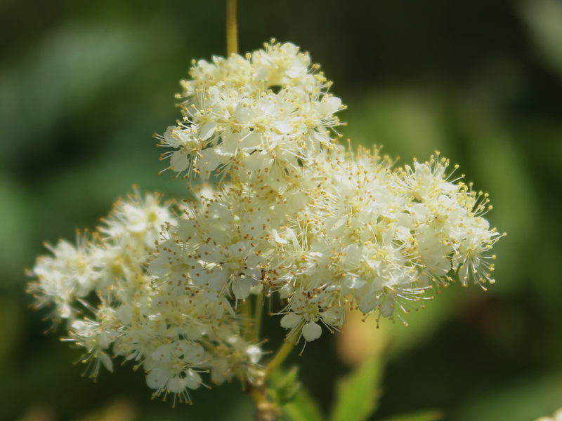 Datei:SG Mädesüß.JPG