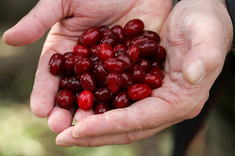 Datei:Reife Dirndl in Hand.JPG