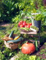 Steinschaler Gartenernte 2010.jpg