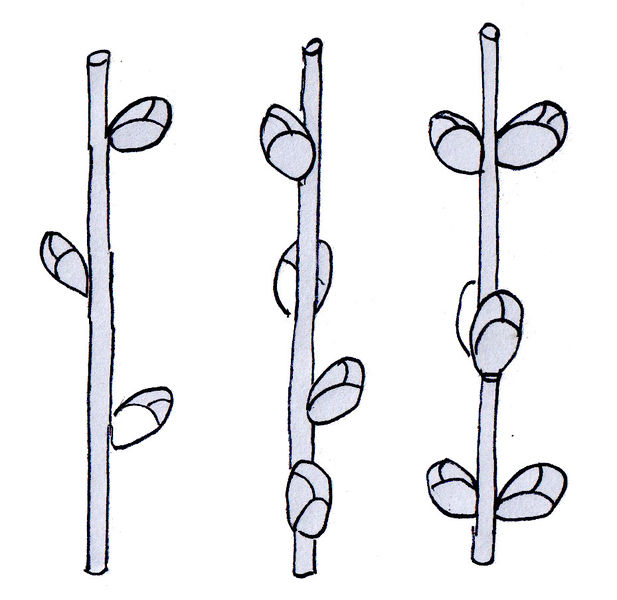 Datei:Knospenstellung2.jpeg