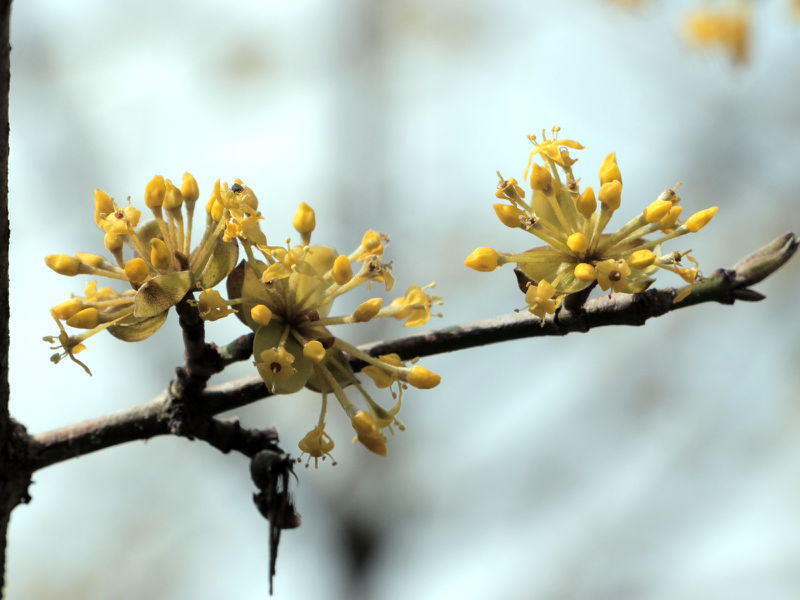 Datei:SG Dirnbdlblütenast.JPG