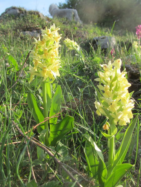 Datei:EST Orchideen gelbe.jpg