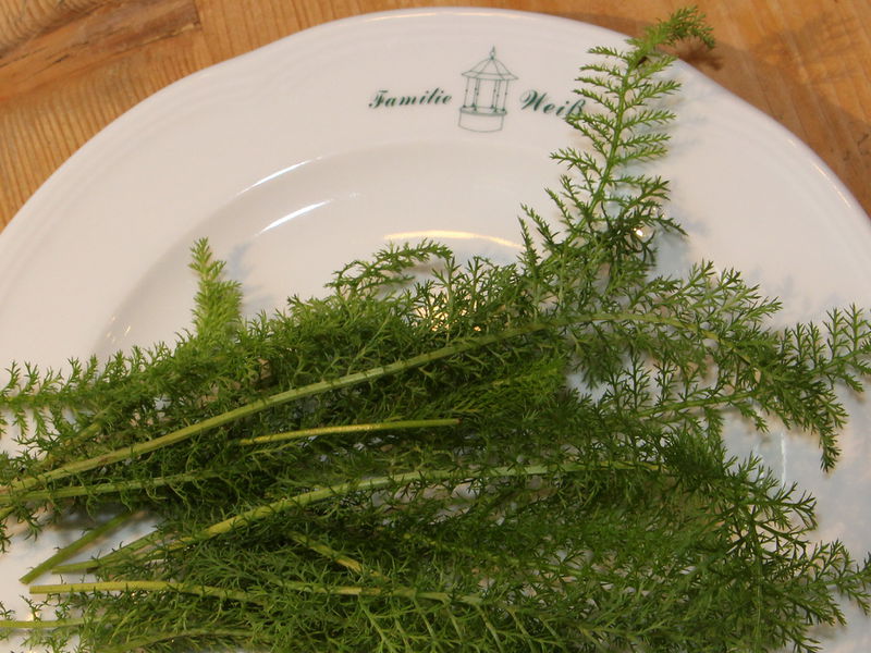 Datei:Schafgarbenblätter.JPG