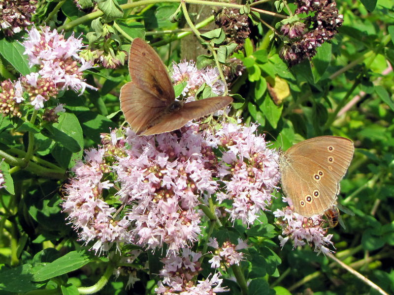 Datei:SG Schmetterling Dostblüte9.jpg