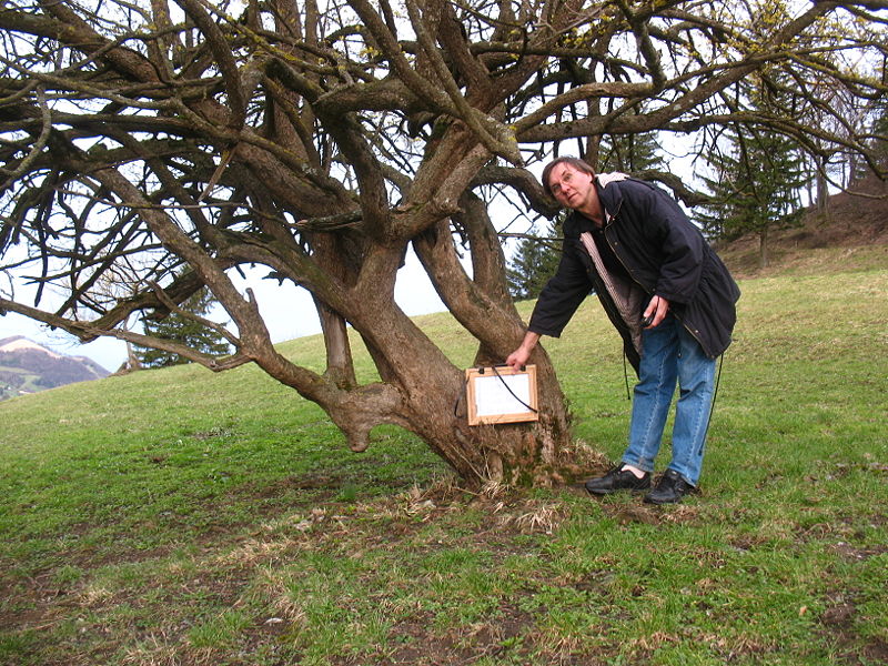 Datei:Dirndlkartierung Erwin0.JPG