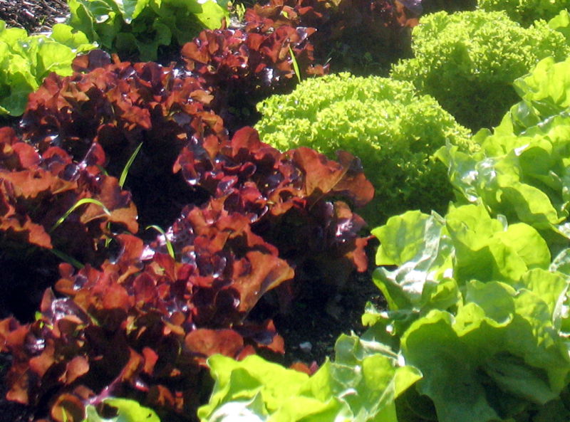 Datei:SG-Salatproduktion.jpg
