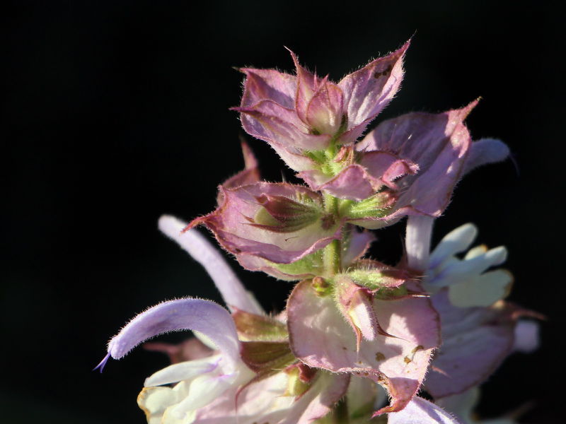 Datei:SG Blüte Muskatellersalbei2.JPG