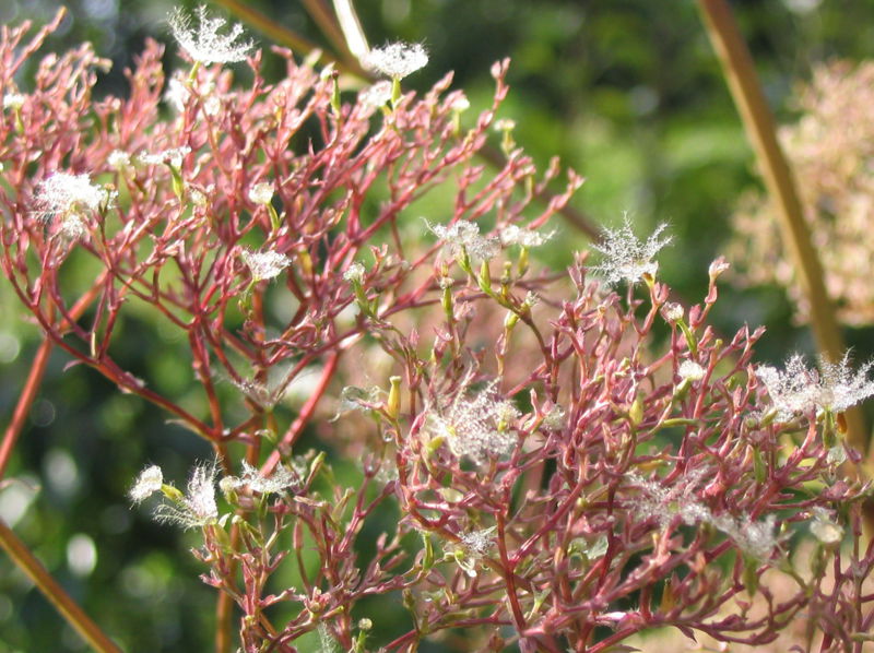 Datei:Baldrian verblüht.jpg