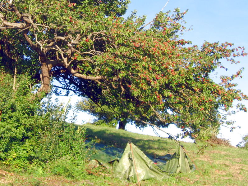 Datei:Dirndlernte D-Weg1.jpg