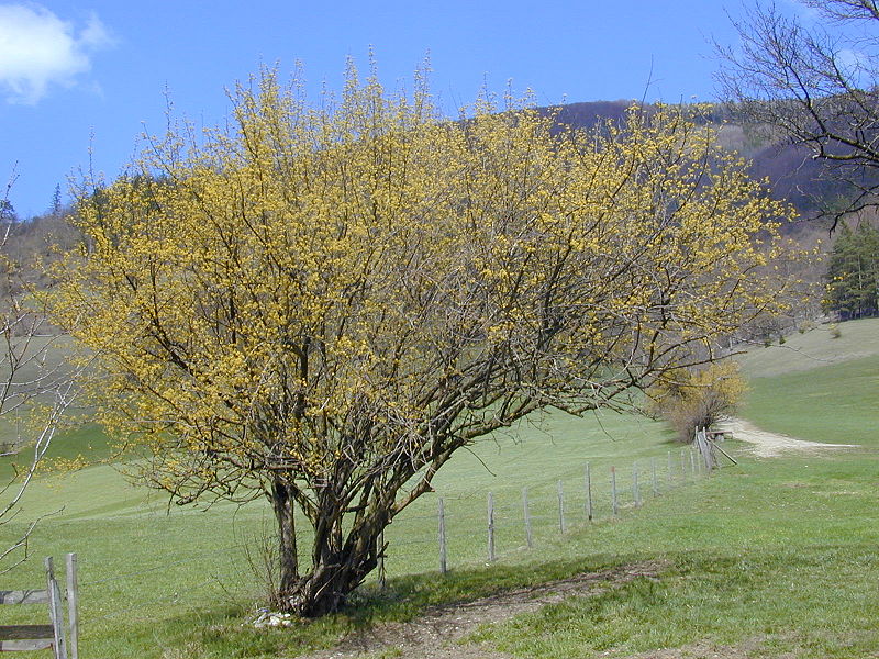 Datei:Blühende Drindl.JPG