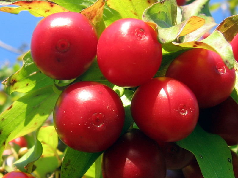 Datei:Dirndl reif 4.jpg