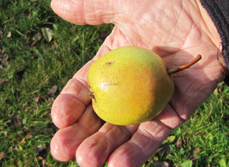 Datei:Birnenernte Hand.jpg