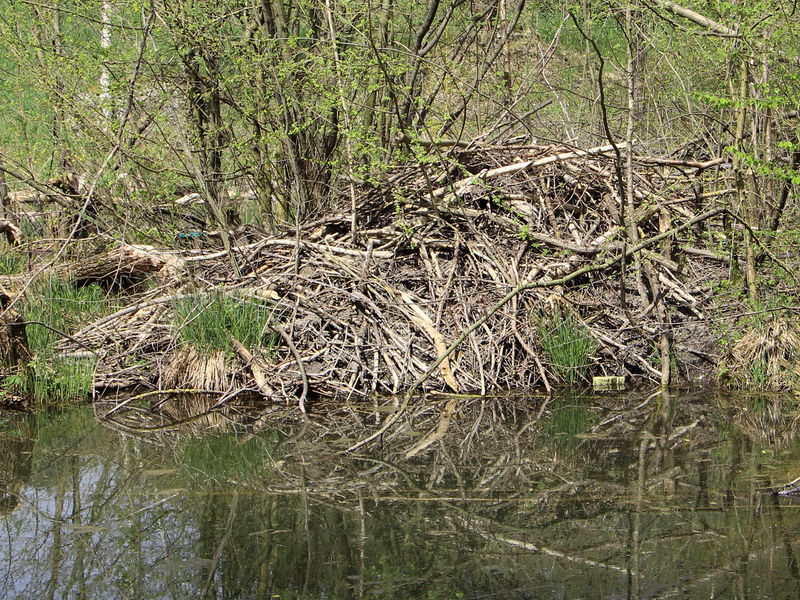 Datei:ST Biberburg April 2015.jpg