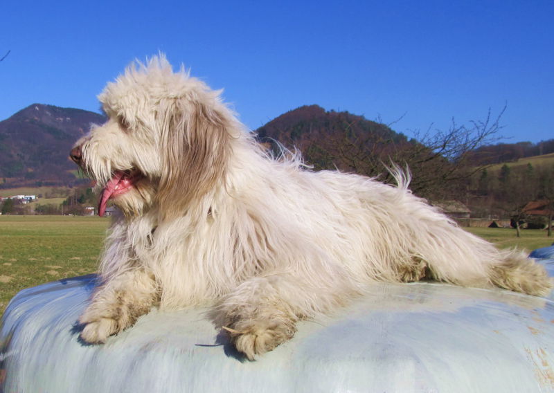 Datei:Paula 2012 03 16.jpg