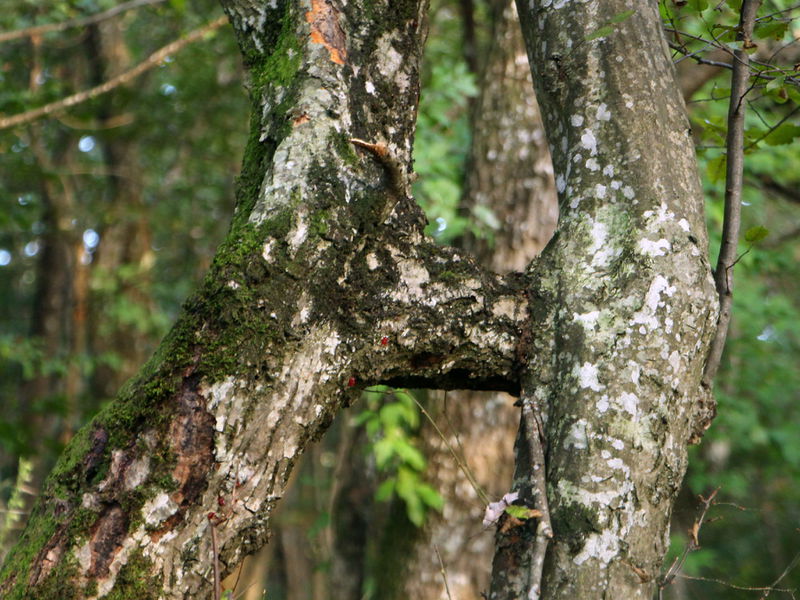 Datei:H-Baum Hainbuche Eben.JPG