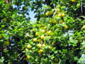 SG gelbe Kirschpflaumen.jpg