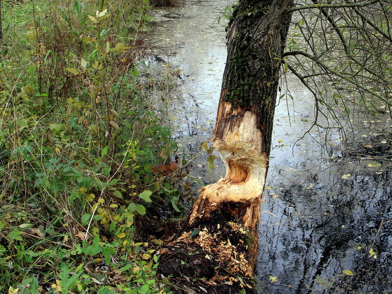 Datei:Biberweide Steinschaler Teich.jpg