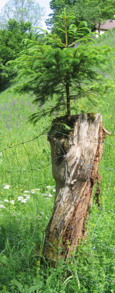 Datei:Fichte auf Obstbaum.jpg