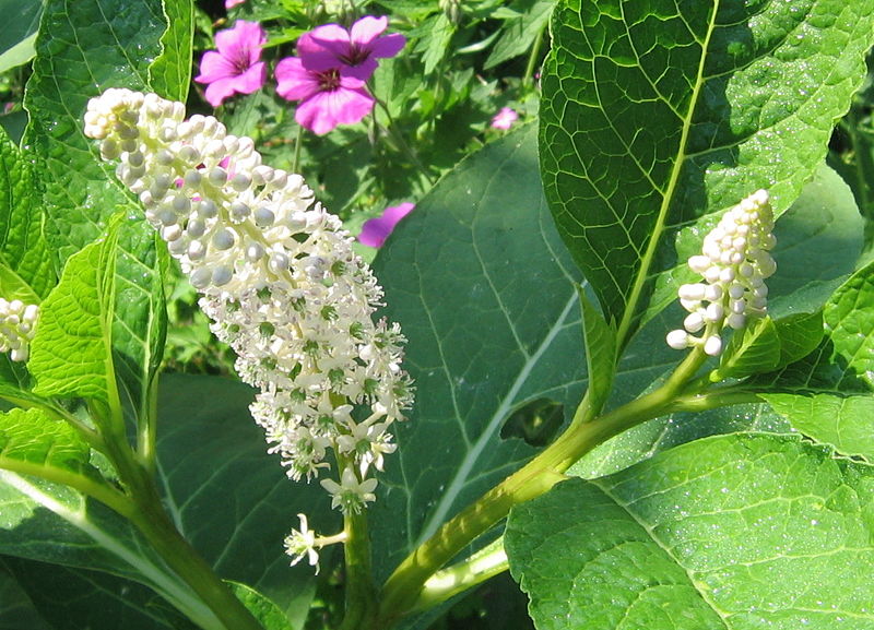 Datei:Kermesbeerenblüte02.jpg
