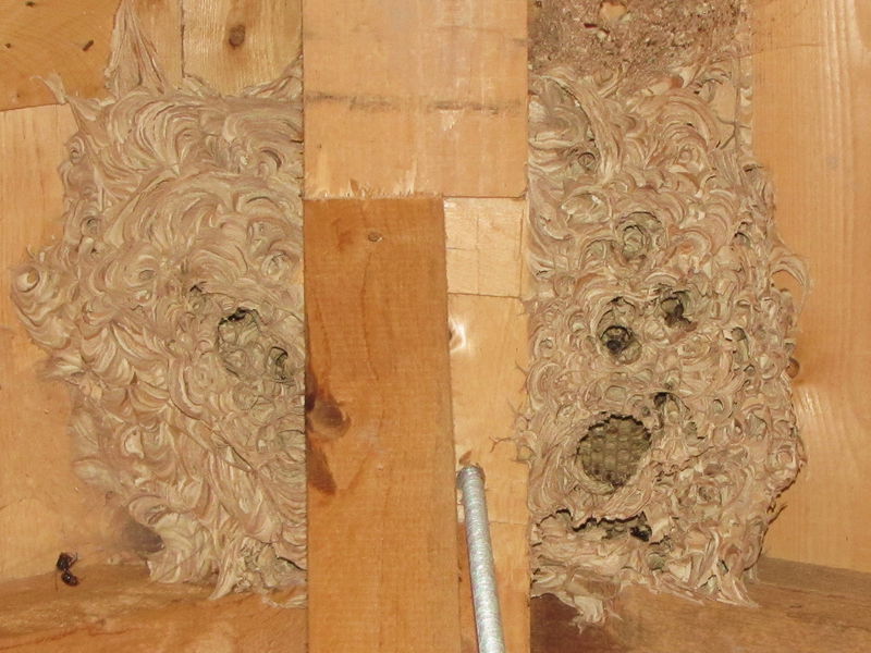 Datei:Leeres Hornissennest.jpg