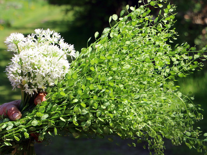 Datei:SG Bärlauchblüten u Ackerhellkraut.jpg