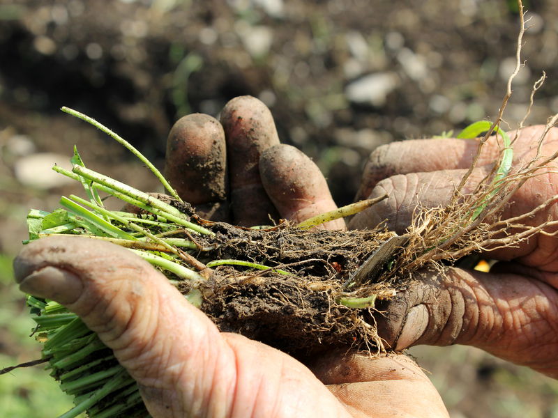 Datei:SG Hischhornwegerich Pflanzen3.JPG