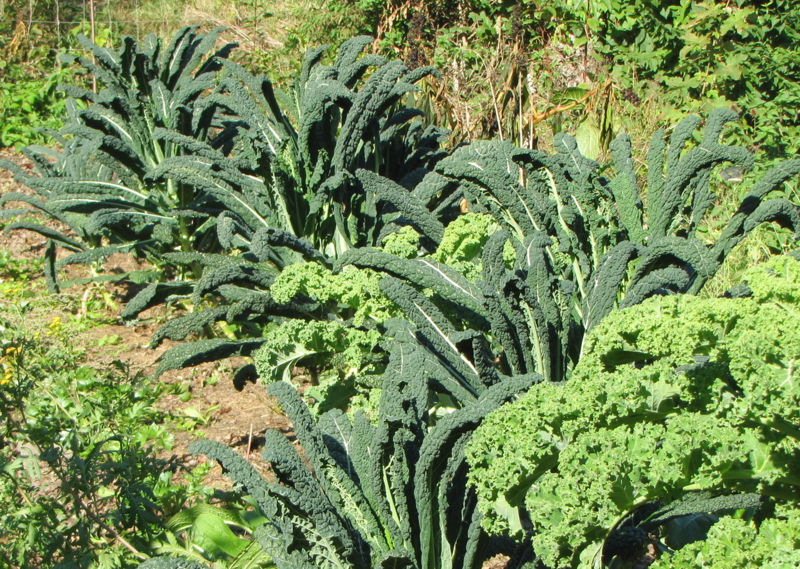 Datei:SG Palmkohlreihe.jpg