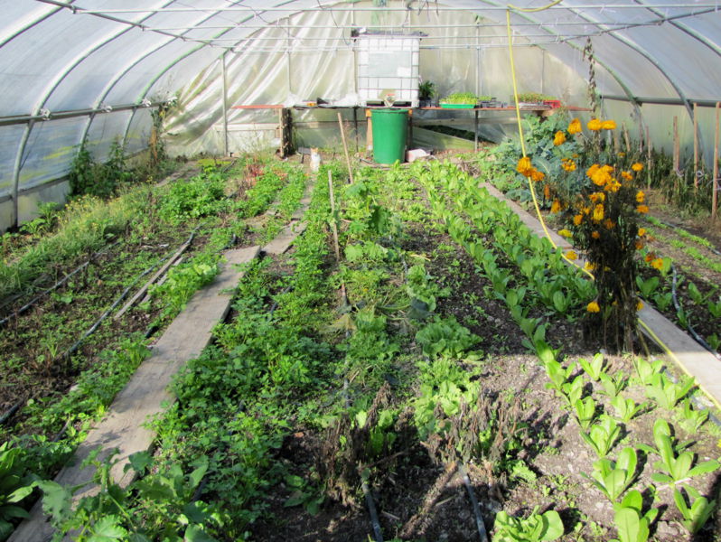 Datei:SG Herbstlicher Folientunnel.jpg