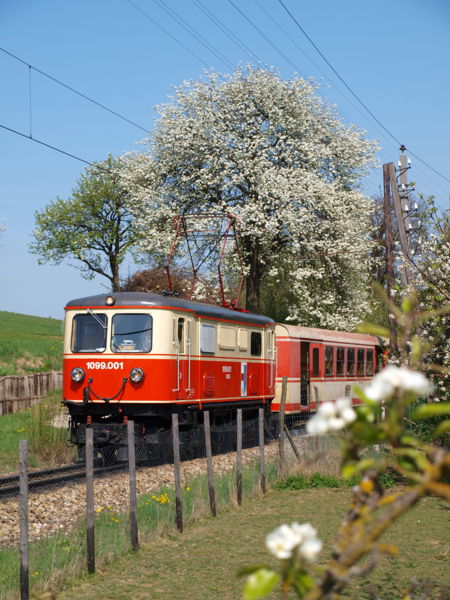 Datei:MZB 1099 Blüte.jpg