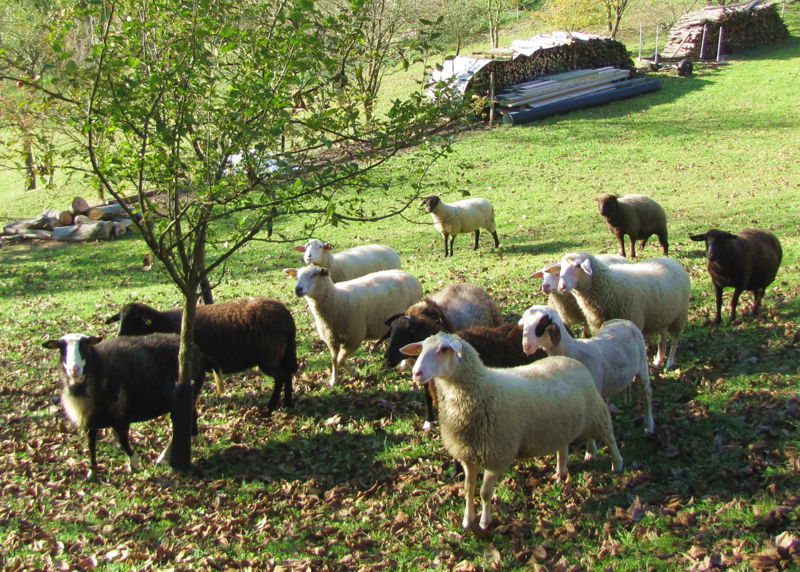 Datei:Schafe Obersattl.jpg