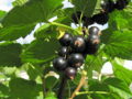 SG-Schwarze Ribisel.jpg