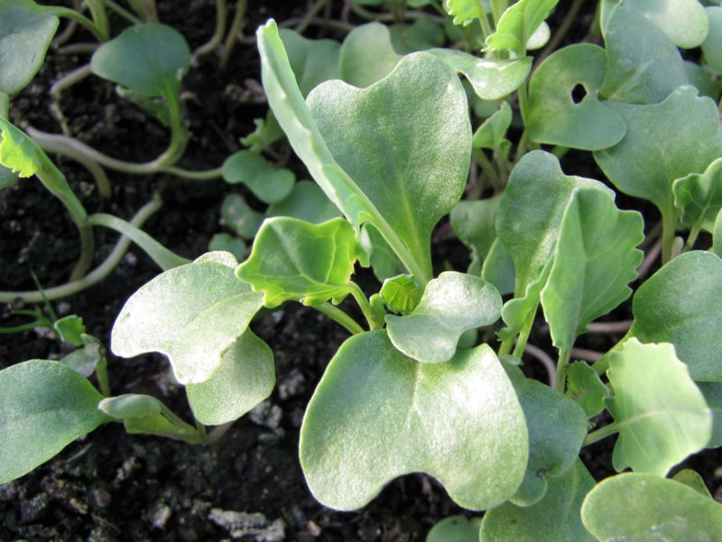 Datei:SG Keimblätter Kreuzblütler.jpg