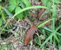 Nacktschnecken2.jpg