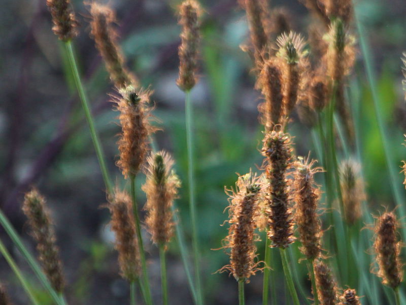 Datei:SG Spitzwegerich Samenstand.jpg