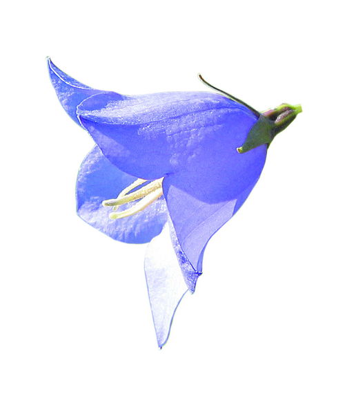 Datei:Glockenblume 2.jpg