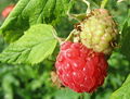 Himbeeren.jpg